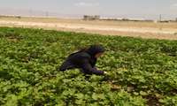 رصد و پایش آفات پنبه در روستای کلاته خوش