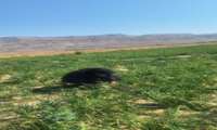 گزارش بازدید از مزرعه پیاز آقای علی‌زاده در روستای گرمه شهرستان اسفراین