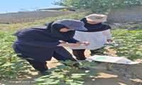 بازدید مزارع پنبه 