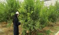 بازدید از گلخانه آقای عارفی