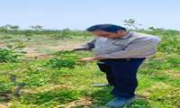 بازدید از باغ پسته آقای قربان‌زاده در بخش زرق‌آباد و پیوند درختان پسته