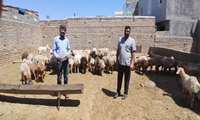 گزارش راستی‌آزمایی دام سبک در منطقه گلیان