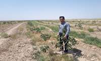 بازدید رئیس مرکز جهاد کشاورزی ایرج از روند سرشاخه‌کاری باغات پسته در روستای خوشین