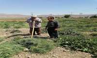 بازدید از مزارع صیفی 