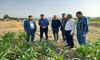 بازدید معاون سازمان تات وزارت جهاد کشاورزی از مزرعه الگویی ذرت در شهرستان مانه