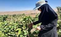 بازدید از تاکستان ها 