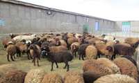 پرداخت ۶۵ میلیارد تومان تسهیلات برای تقویت واحدهای پرواربندی دام در خراسان شمالی