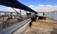 بازدید محقق معین شهرستان اسفراین از دامداری دام سبک روستای محمودی