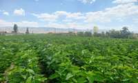 تولید بخشی از نهال توت مورد نیاز کشور برای نخستین‌بار در استان خراسان شمالی