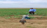 بازدید از کشت پنبه با سیستم آبیاری قطره ای در روستای علی‌آباد شهرستان اسفراین