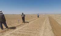 اجرای طرح مقایسه‌ای تأثیر انواع بذرمال بر رشد و عملکرد پنبه در بخش سنخواست 