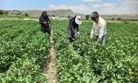 نظارت و ارزیابی دقیق عوامل خسارت‌زای پنبه در شهرستان مانه 