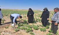 بازدید کارشناسان حفظ نباتات از مزارع پنبه بخش سنخواست جاجرم به‌منظور پایش آفات و بیماری‌ها
