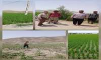  بازدید و بررسی مزارع پنبه و شالی در منطقه شیرین‌دره 