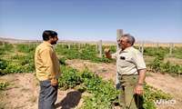 بازدید از اجرای طرح فراز در باغ انگور