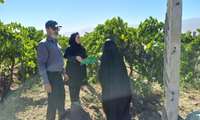 کیل گیری محصول انگور  در روستای شهر آباد کرد