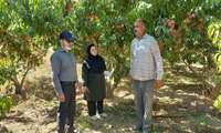 کیل گیری محصولات کشاورزی در شهرستان سملقان در روستای شهر آباد کرد