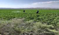 ردیابی آفات پنبه با استفاده از تله‌های فرمونی در سطح شهرستان