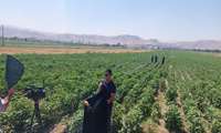 بازدید تخصصی از مزارع پنبه و مصاحبه با صدا و سیمای استان 