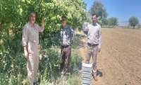 کیل‌گیری محصول زردآلو از باغدار نمونه شهرستان مانه 
