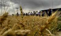 روز مزرعه با محوریت انتخاب ارقام گندم در روستای برگرد شهرستان فاروج برگزار شد 