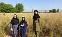 کیل گیری محصول کلزا آبی  در شهرستان سملقان