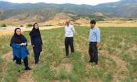 کیل گیری محصولات کشاورزی در شهرستان سملقان در روستای زمان صوفی 