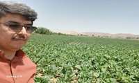 بازدید از مزرعه چغندر قند روستای کیکانلو 
