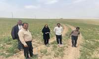 بازدید از مزارع گیاهان دارویی در شهرستان سملقان 