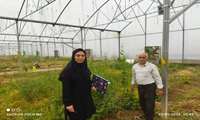 بازدید دوره ای گلخانه ها ی شهرستان سملقان