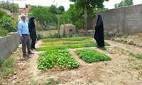 ایجاد باغچه های سلامت ویژه زنان روستایی در شهرستان سملقان 