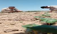 بازدید از طرح pvs پنبه