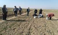 آغاز برداشت از مزارع زعفران دهستان دامن کوه شهرستان اسفراین