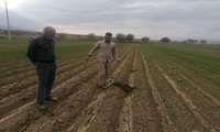 پایش و رصد مزارع گندم روستای کیکانلو 