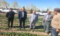 بازدید مهندس محمدزاده و مدیر شهرستان فاروج از مزارع این شهرستان