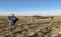 این بازدید در راستای بررسی عملکرد ماشین‌آلات کشاورزی و ارتقاء بهره‌وری در برداشت چغندر قند انجام شد.
