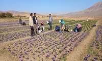 کیل‌گیری زعفران در مزرعه نمونه کرف؛ پیش‌بینی برداشت ۸ کیلوگرم نگین زعفران