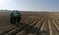رصد و ارزیابی عوامل خسارتزای مزارع کلزا با حضور کارشناسان شهرستان مانه 