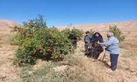 ✅بازدید میدانی مشترک واحد باغبانی و حفظ نباتات  از باغات وگلخانه های شهرستان سملقان