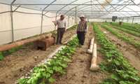  بازدید از گلخانه‌ های دهستان دامنکوه  شهرستان اسفراین پیرو مصوبه هیئت وزیران مبنی برتغییر سیستم های گرمایشی غیراستاندارد