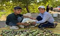 وضعیت مطلوب خراسان شمالی در زمینه تولید محصولات باغی