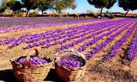 اهم خبر های سازمان جهاد کشاورزی خراسان شمالی   هفته آخر ماه