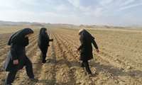 رصد و ارزیابی عوامل خسارتزای مزارع کلزا شهرستان مانه 