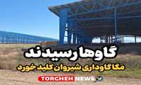 ورود نخستین دام‌ها به مگاگاوداری شیروان