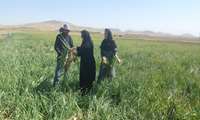 بازدید از مزرعه پیاز آقای فاضل روستای ورگ جهت معرفی مزرعه نمونه
