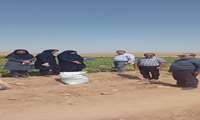 جمع آوری نمونه های سبزی و صیفی‌ جهت اندازه گیری نیترات از مزارع منطقه گلیان 