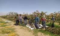 کیل‌گیری از باغ پسته آقای طاهری در روستای حسین آباد خانکور