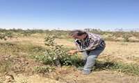 بازدید از عملیات سرشاخه‌کاری در باغات پسته شهرستان اسفراین