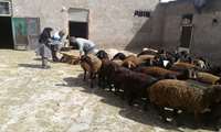 بررسی و تأیید پلاک‌کوبی دام‌ها با حضور کارشناس امور دام مدیریت جهاد کشاورزی شهرستان اسفراین