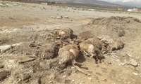 سیل در شهرستان جاجرم؛ تلف شدن ۱۷۰ راس دام و خسارت گسترده به معیشت دامداران